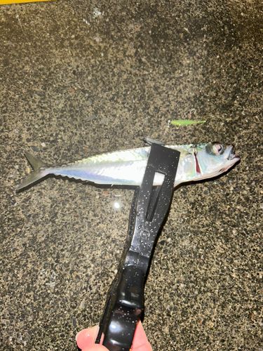 サバの釣果