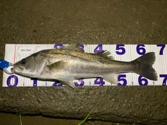 シーバスの釣果