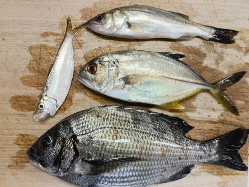 メッキの釣果