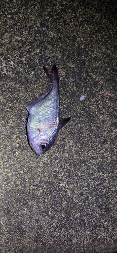 ハタンポの釣果