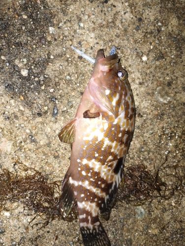 キジハタの釣果