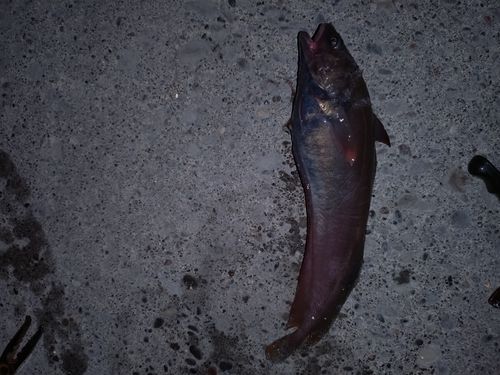 釣果