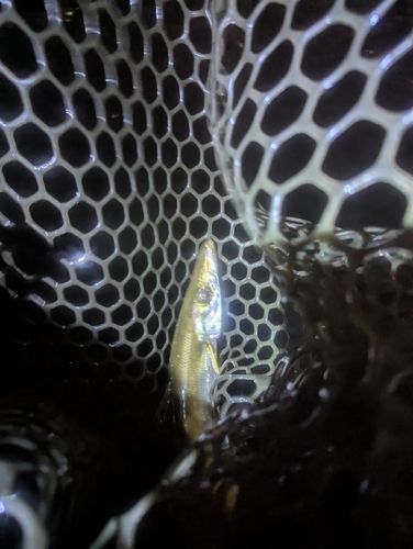カマスの釣果