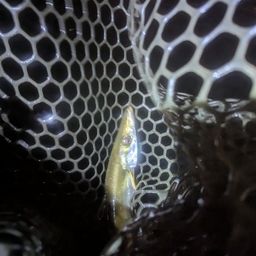 カマス