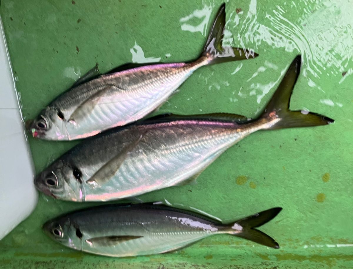 アングラーナーヒャンさんの釣果 2枚目の画像
