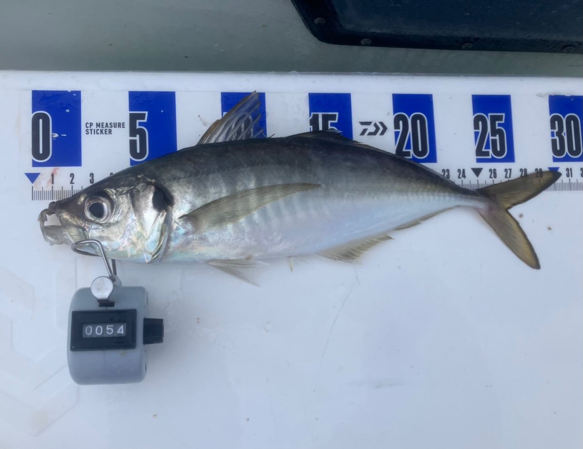 アングラーナーヒャンさんの釣果 3枚目の画像