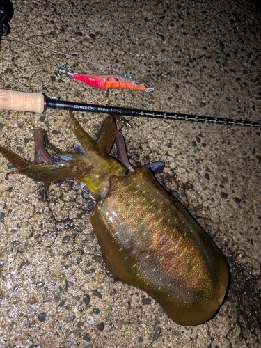アオリイカの釣果