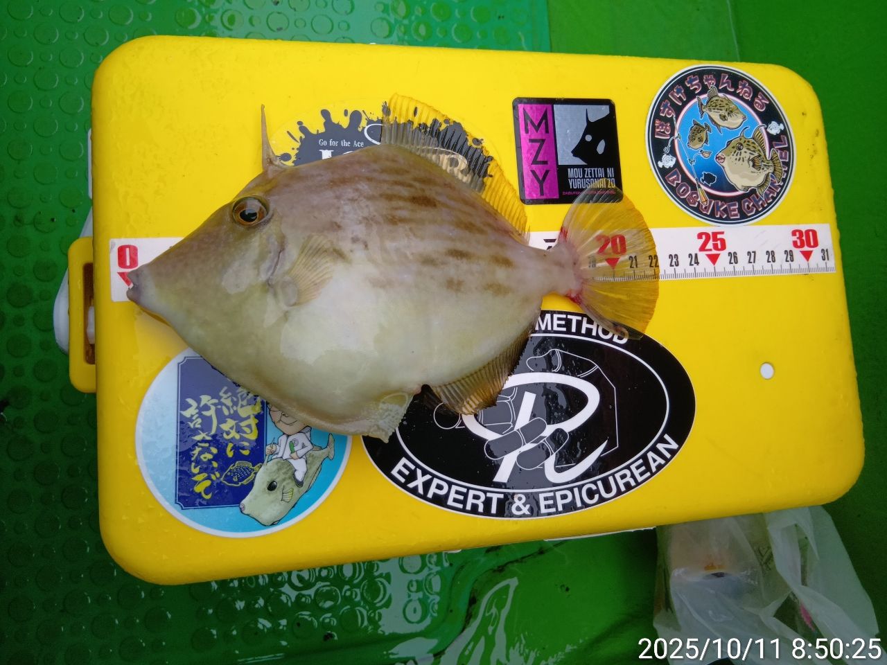 カワハギ