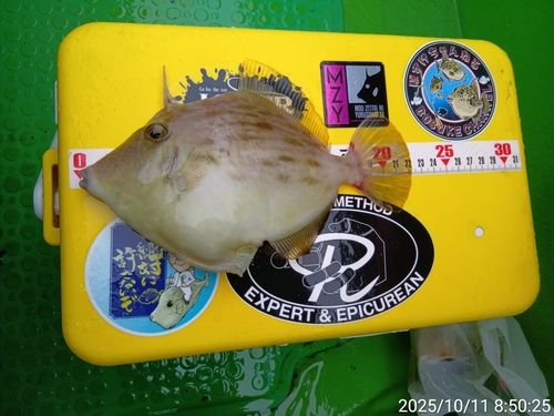 カワハギの釣果