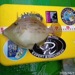 カワハギ