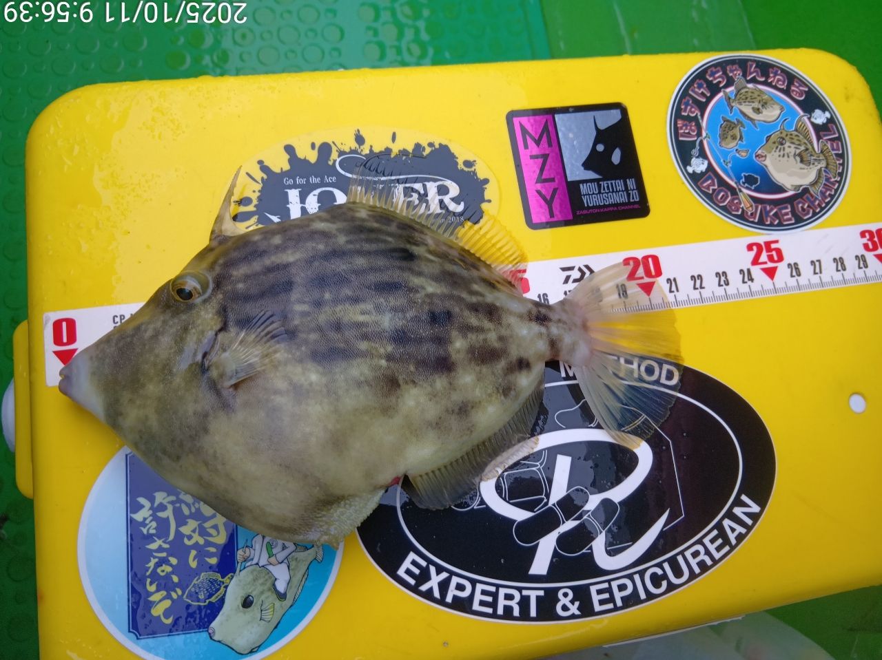 カワハギ