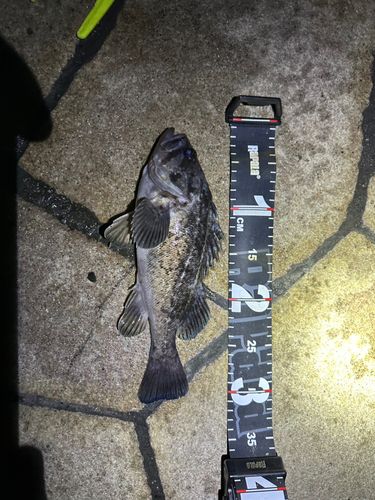 クロソイの釣果
