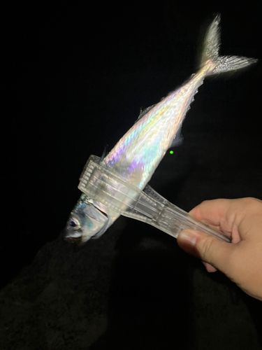 周防灘