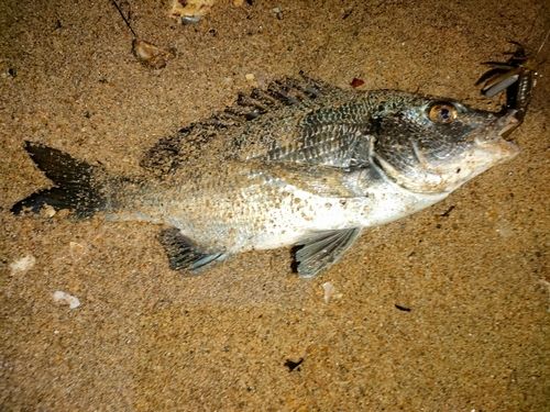 チヌの釣果