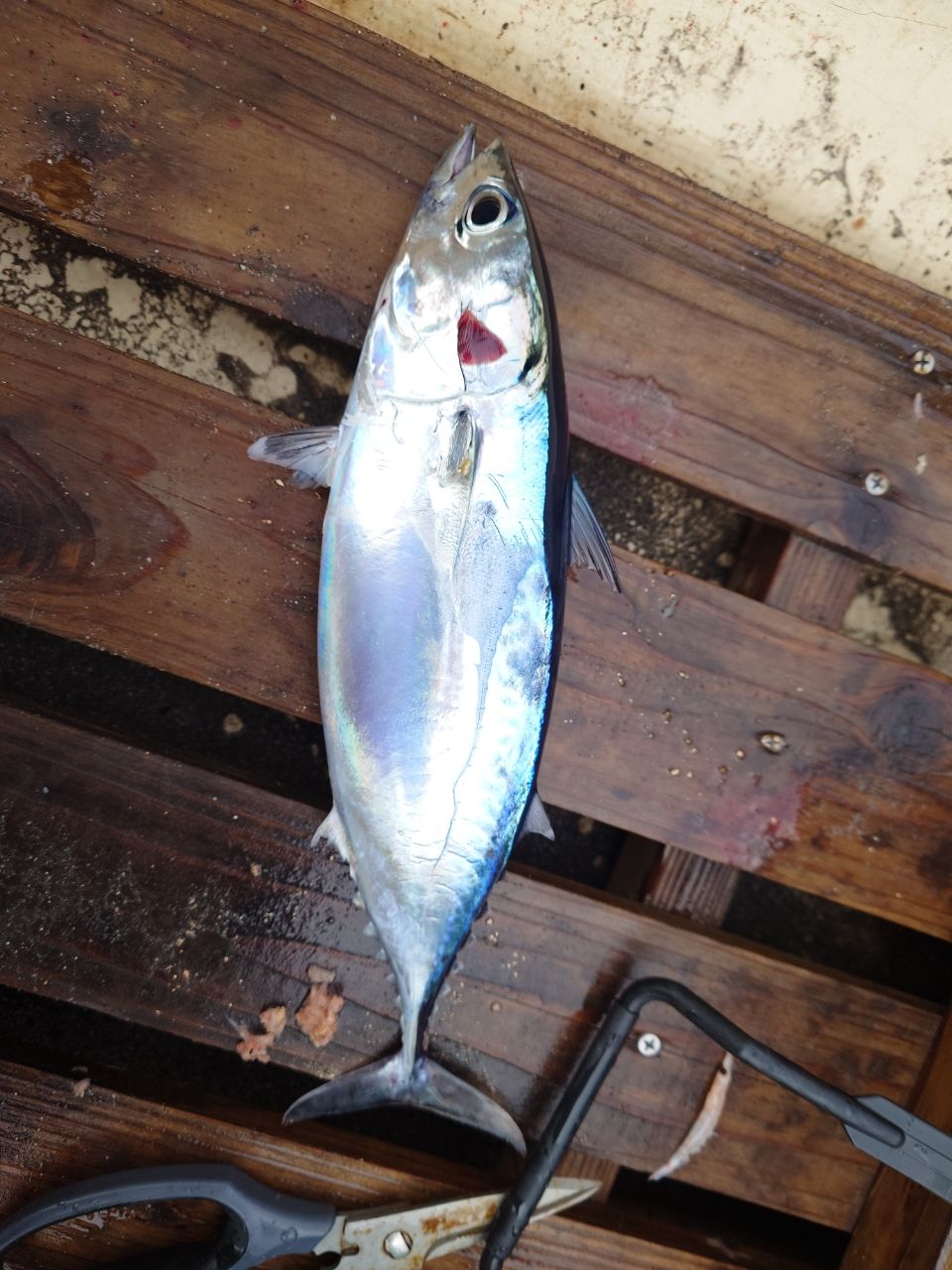 目覚めた釣りバカさんの釣果 1枚目の画像