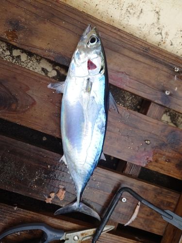 ヒラソウダの釣果