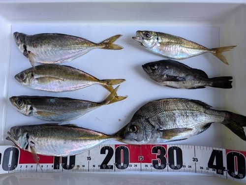 アジの釣果