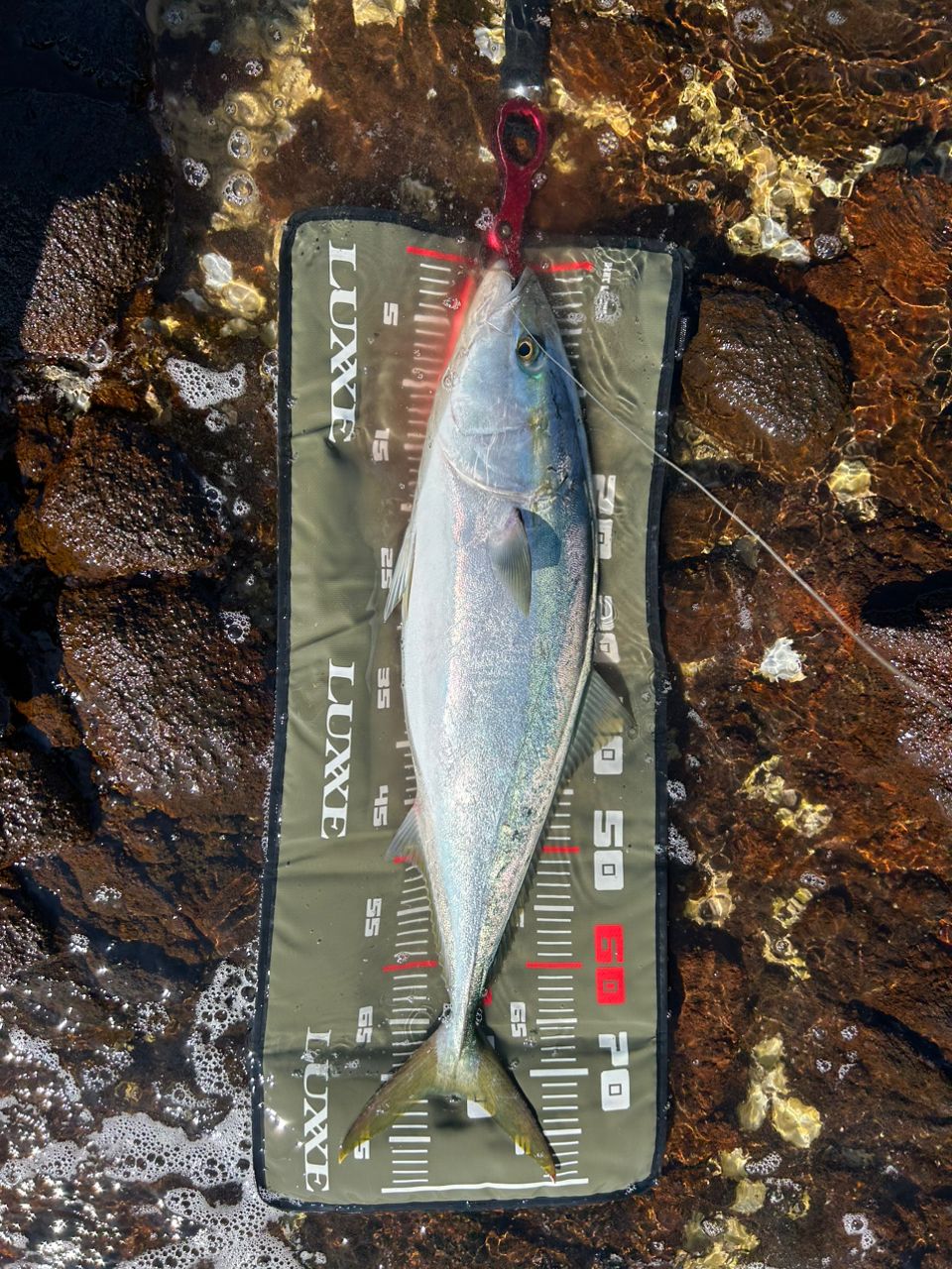 SHIMANO 19コルトスナイパー SS S100Hの最安値・インプレ・釣果