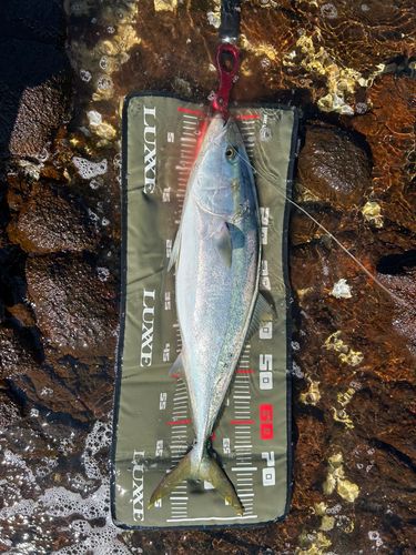 ブリの釣果