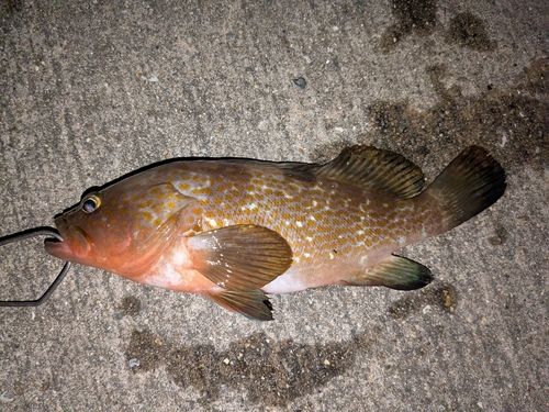アコウの釣果