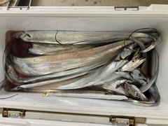 タチウオの釣果