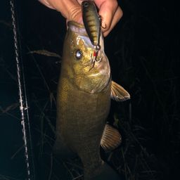 スモールマウスバス