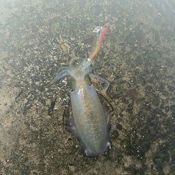 アオリイカ
