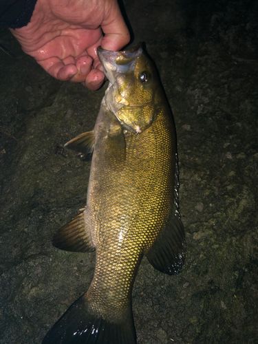 スモールマウスバスの釣果