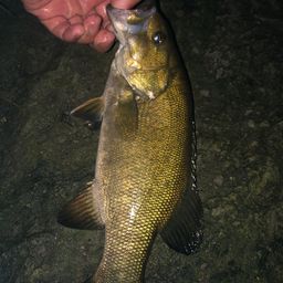 スモールマウスバス