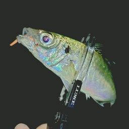 アジ