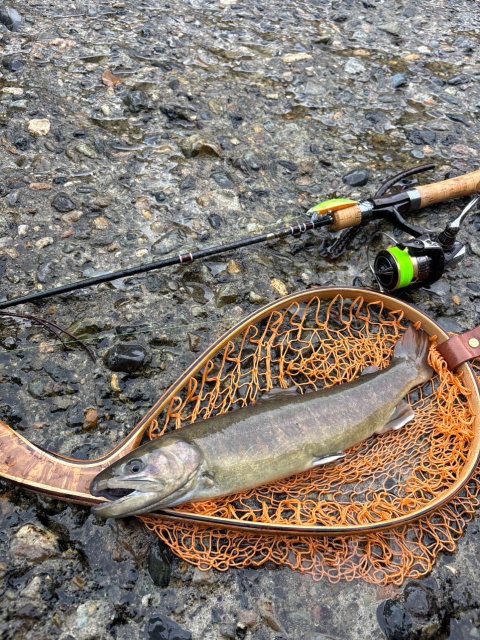 Jackson カワセミラプソディ KWSM-S50Lの最安値・インプレ・釣果