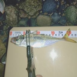 アジ