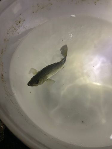 セイゴ（ヒラスズキ）の釣果