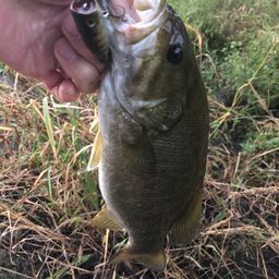 スモールマウスバス