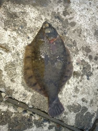 釣果