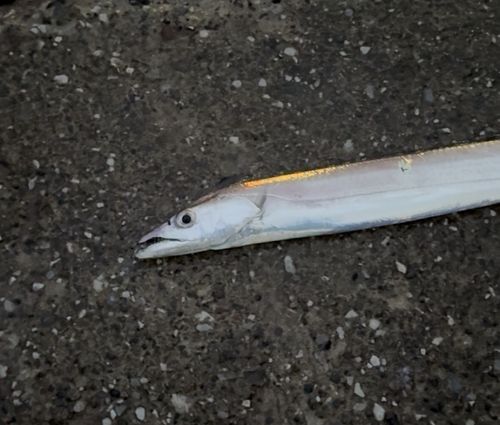 タチウオの釣果
