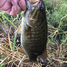 スモールマウスバス