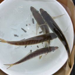 アジ