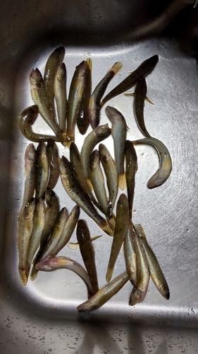 ハゼの釣果