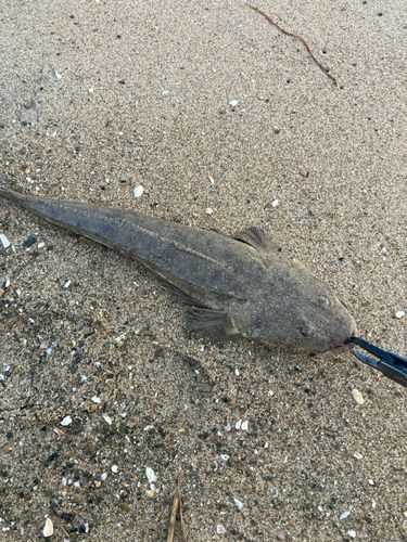 マゴチの釣果