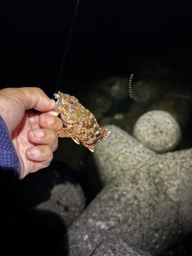カサゴの釣果