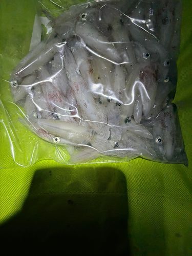 マメイカの釣果
