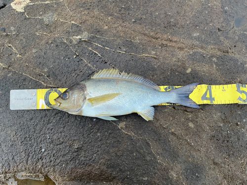 イサキの釣果