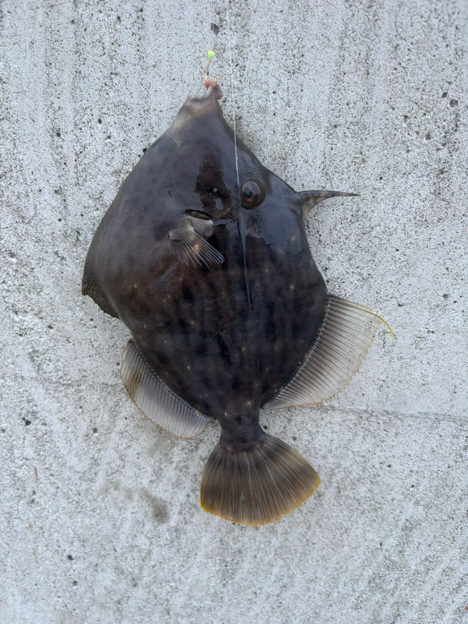 カワハギ