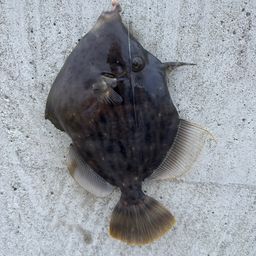 カワハギ