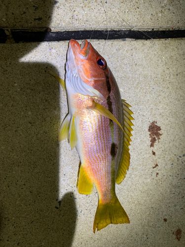 釣果