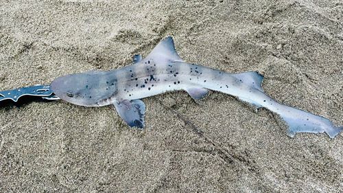 ドチザメの釣果