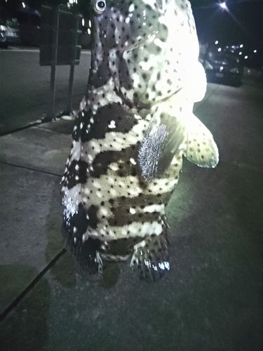 ヤイトハタの釣果