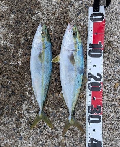 イナダの釣果
