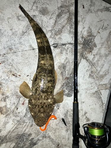 マゴチの釣果